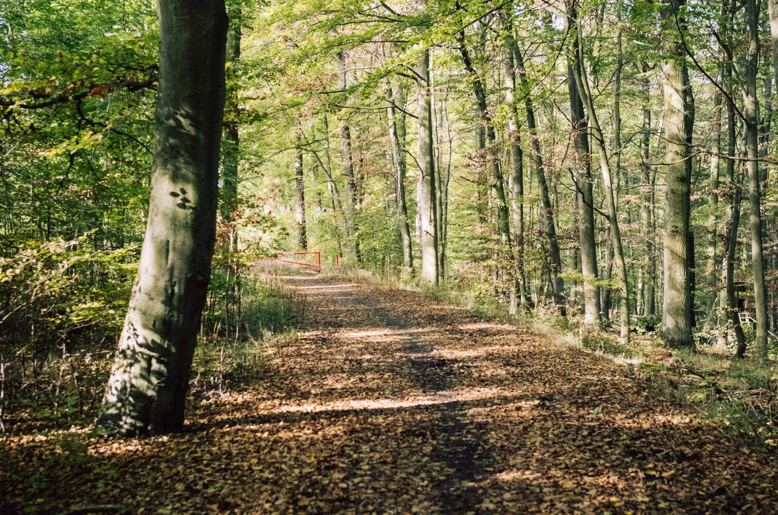 The Nature Trail